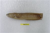 藏品(七星鱧)的圖片